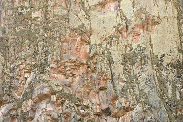 Rock. Stone surface with lichen crust and sparse vegetation in cracks. Natural brutal background. Copy space