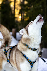 siberian husky dog portrait - 699284743