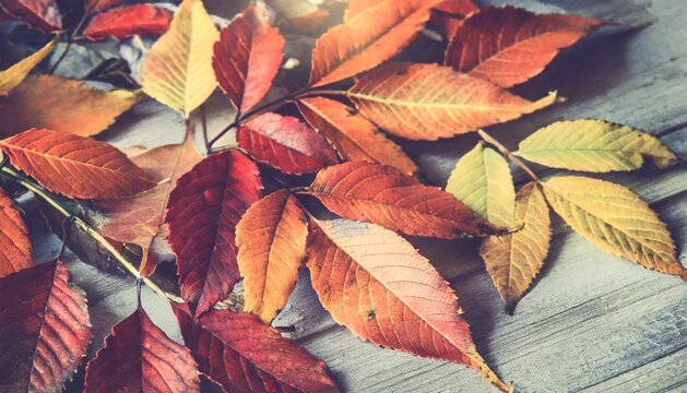 autumn leaf background image, 16:9 widescreen wallpaper
