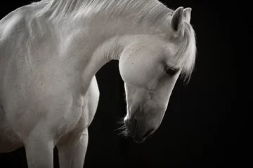 Fotobehang Portret siwego (białego) konia na czarnym tle © Anna