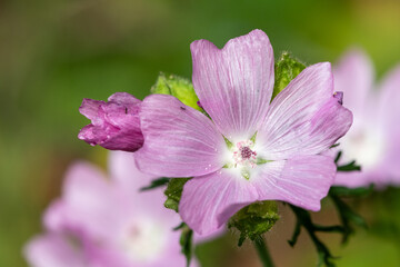 Close up of Musk mallow (malva moscahta) flowers in bloom