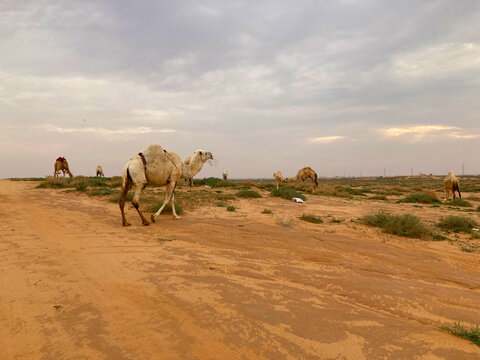 Camels in Nafud, east of Buraydah Al-Qassim, Saudi Arabia