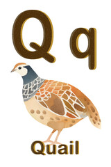 Fototapeta na wymiar printable animal alphabet card vector graphic resources, letter Q / q for quail 