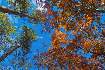 Looking up a a blue sky with one white cloud above trees with orange and green leaves in a Wisconsin forest.