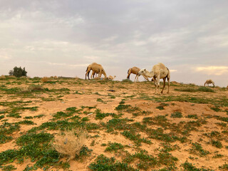 Camels in Nafud, east of Buraydah Al-Qassim, Saudi Arabia