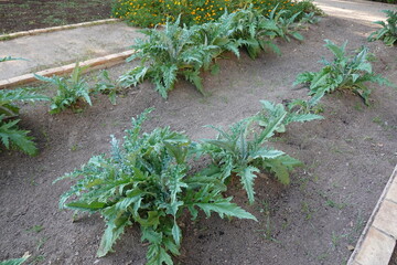 artichoke cultivation in the vegetable garden. artichoke plant growing in fertile soil for...