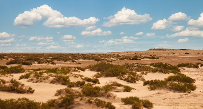 Panoramic view of landscape Sahara desert, sandy dunes and  vegetations sunny day. Photography of desert hills with sand, blue sky, clouds. Sahara, Tozeur city, Tunisia, Africa. Copy ad text space