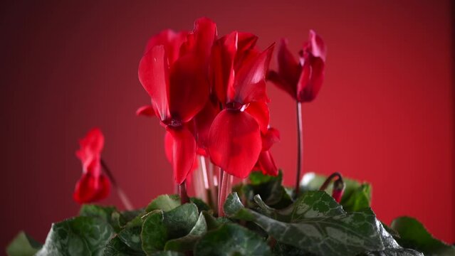 Cyclamen Persicum red flower blooming close up, rotating over red background. Beautiful bright cyclamen growing