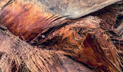 Detailed palm tree trunk background photo. Palm tree trunk texture. Cracked bark of old tropical...