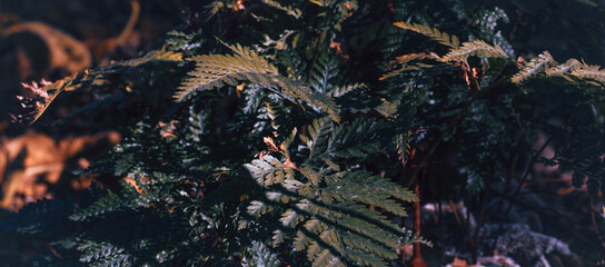 Beautiful ferns foliage background under sunlight photo. Natural flower fern leaves photo.