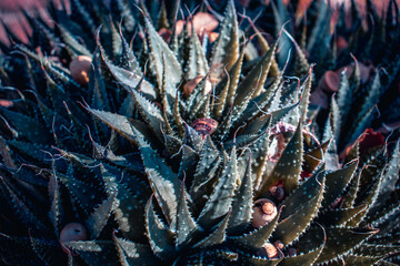 Aloe green ornamental plant with small white thorns. Close up of a garden snail on stem of plant photo.