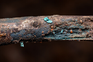 blue fairy cup chlorociboria mushrooms
