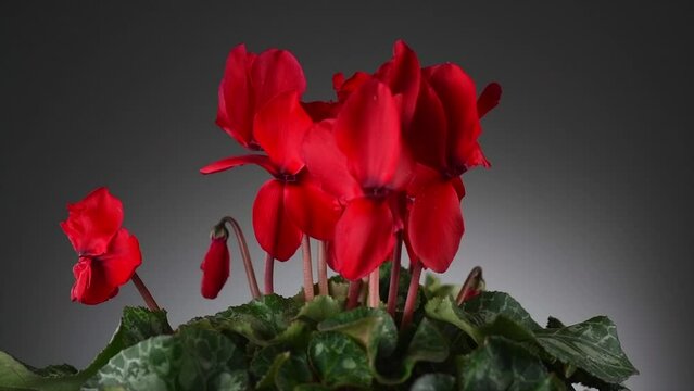 Cyclamen Persicum red flower blooming close up, rotating over grey background. Beautiful bright cyclamen growing