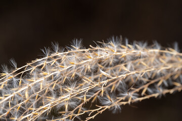 Grass seeds