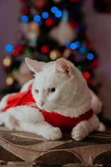 christmas cat