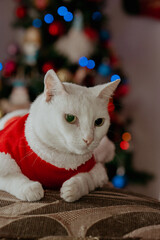 cat in christmas 