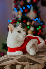 cat in christmas 