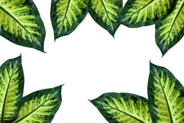 Outdoor-Kissen Leaves dieffenbachia frame plant isolated background Dark green leaf with light pattern houseplant view Great background your text cosmetic product For catalog banner postcard poster Copy space © Іванна Поліщук