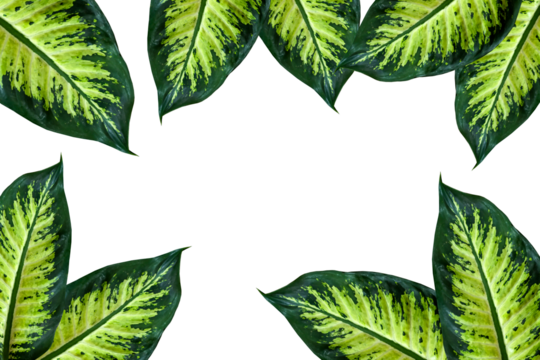 Leaves dieffenbachia frame plant isolated background Dark green leaf with light pattern houseplant view Great background your text cosmetic product For catalog banner postcard poster Copy space