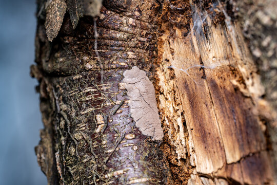 Spotted lanternfly eggs