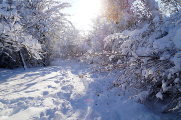 a sunny wintery landscape of the scenic Bavarian countryside in Schwabmuenchen with trees covered...