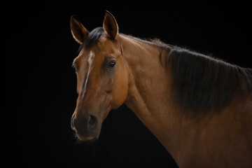 Portret gniadego konia na czarnym tle  - obrazy, fototapety, plakaty