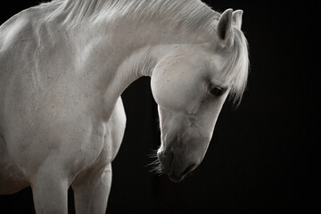 Portret siwego (białego) konia na czarnym tle