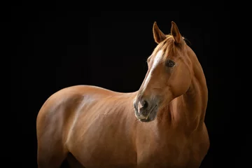 Fotobehang Portret kasztanowatego (rudego) konia na czarnym tle  © Anna