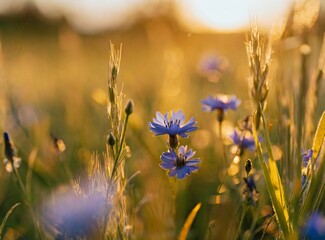 Blue flowers in the field. Leaves closeup. Golden hour. Background.