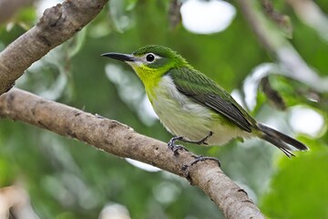 Graceful White-bellied Tody-Tyrant Perched on Tree Branch