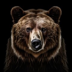 Brown bear portrait with a black background 