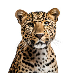 Leopard’s Half Body Photograph, Isolated on Transparent Background, PNG