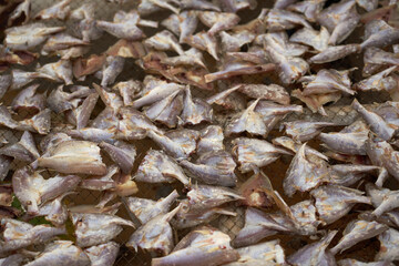 Cut fish laid out to dry as a background.