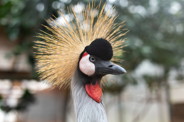 Fototapeta premium Closeup of the splendid Grey Crowned Crane with its spiky yellow hair