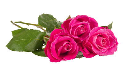 Beautiful rose flower bud in delicate pink color, isolated on white background