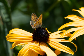 Female Sooty Copper (Lycaena tityrus) butterfly sitting on a yellow rudbeckia hirta flower in...