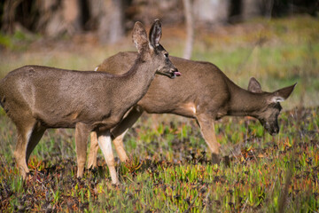 Grazing deer