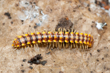 Melaphe cypria, a millipede in family Xystodesmidae
