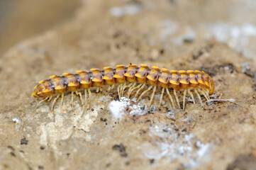 Melaphe cypria, a millipede in family Xystodesmidae
