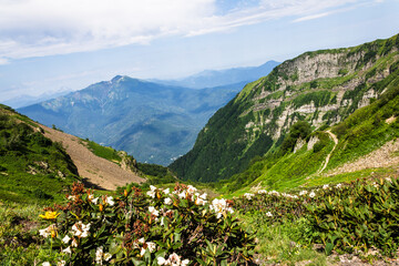 picturesque beautiful panorama view of the mountain gorge mountain ranges covered with greenery forests and snow against the background of the blue sky, Mountain flowers rhododendrons, hiking, tourist
