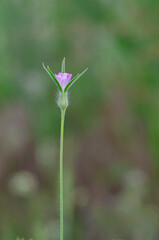 Flowering stage of Agrostemma githago growing naturally in Turkey.