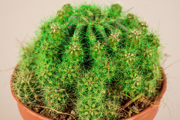 Cactus plant, homemade in a pot, succulent, close-up macro