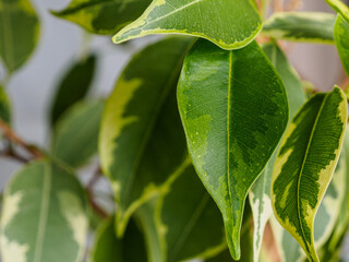 green juicy bright leaf of a home plant