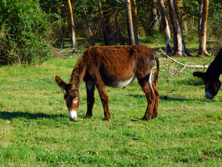 zamoran donkey in a rural landscapes