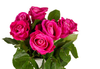 Beautiful rose flower bud in delicate pink color, isolated on white background