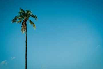 Fototapeta premium palm tree on blue sky background