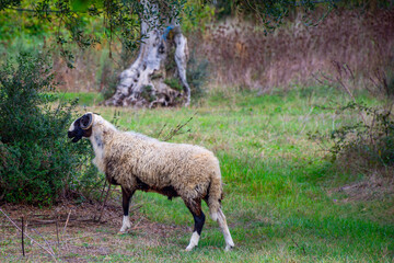 White single ewe sheep in the grass