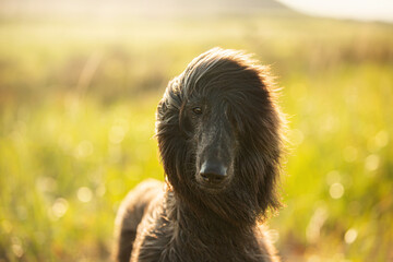 Portrait of young and beautiful afghan hound dog in the field at sunset