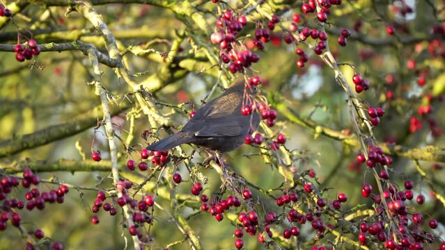 close-up of a feeding blackbird (turdus merula) 