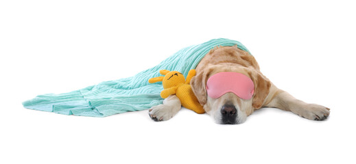 Cute Labrador Retriever with sleep mask and crocheted bunny under blanket resting on white...